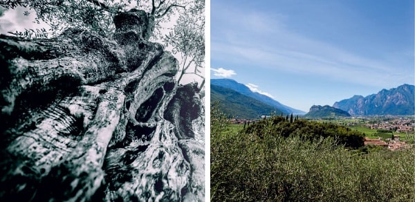 Olivové háje Frantoio di Garda